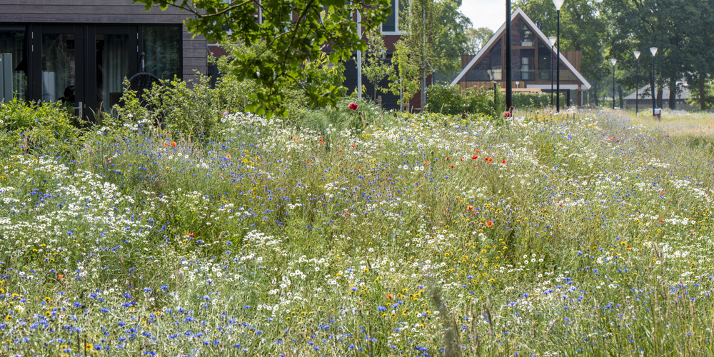 Er is een bloemenveld te zien bij een aantal huizen als onderdeel van natuur in de stad.