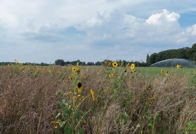 Verschillende stukken natuur in de provincie zijn op beide afbeeldingen te zien. Op de eerste afbeelding een foto van een bos van bovenaf en op de tweede foto een landschap met een aantal zonnebloemen.