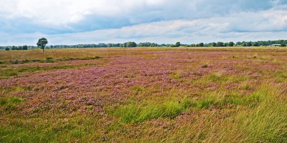 landschap met bomen