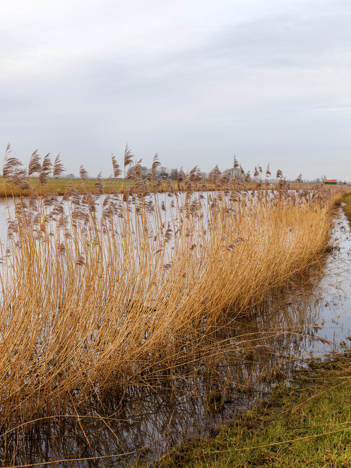 Een portretfoto van collega Eiberlien in een oranje hesje is te zien op de eerste afbeelding. Op de tweede afbeelding is water met riet bij Genemuiden te zien.