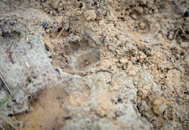 Een pootafdrukje is te zien op de afbeelding in het zand.