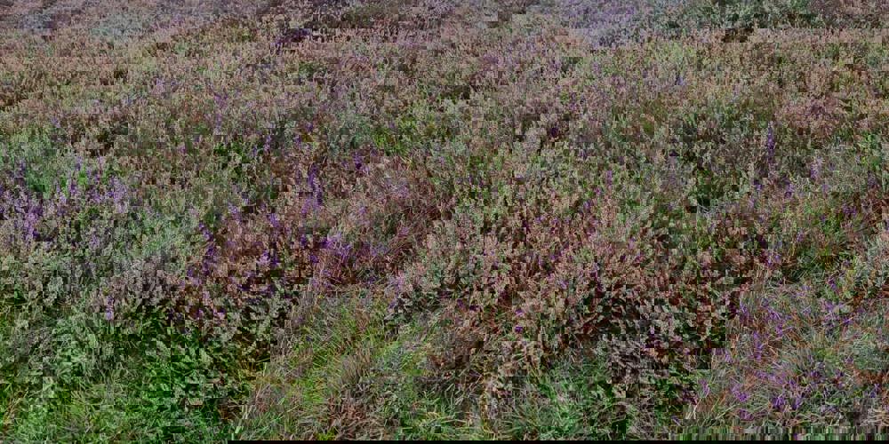 Een natuurgebied in Overijssel is te zien met een paarse weide.